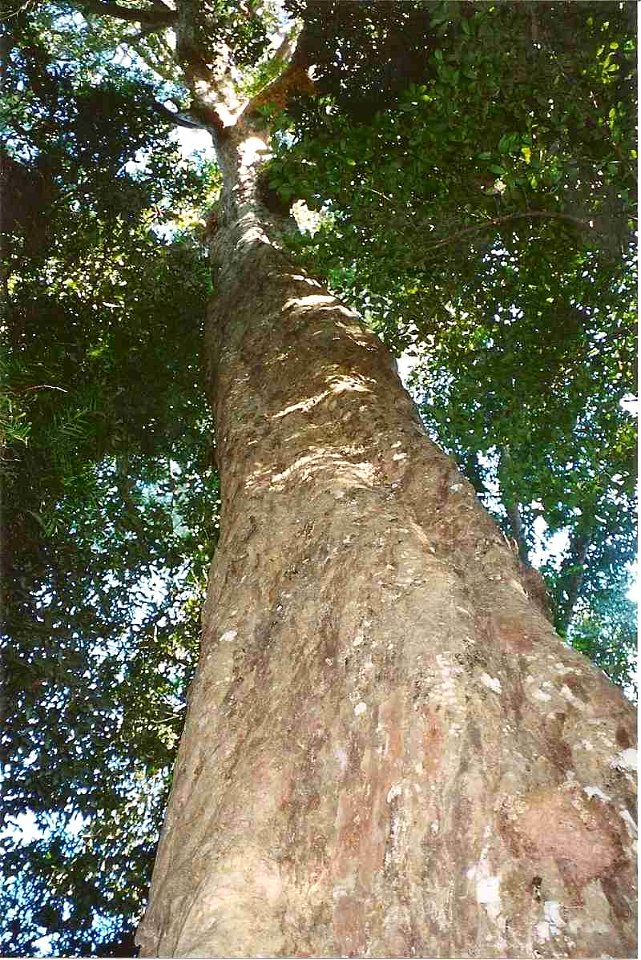 Syzygium francisii, Booyong_Reserve, village of Booyong, near Lismore, New South Wales, Australia. 45 metres tall tree, estimated by Alexander Floyd