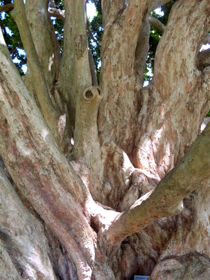 Syzygium francisii bark, Botanic Gardens, Sydney