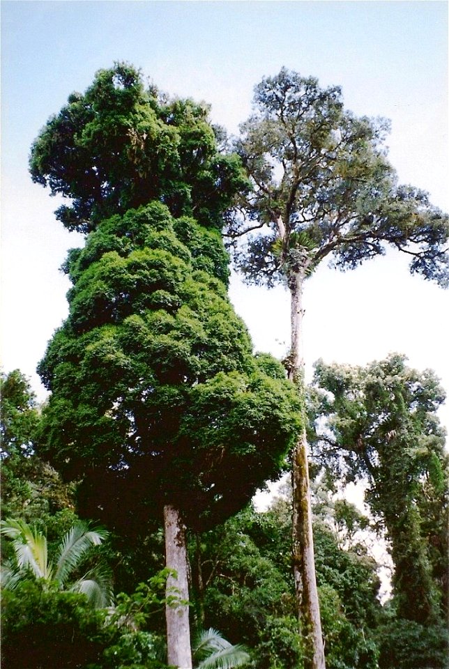 Syzygium francisii & Argyrodendron trifoliolatum at Toonumbar National Park