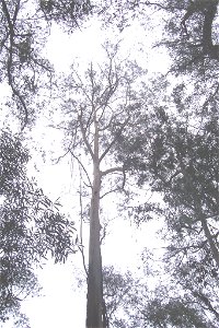 Eucalyptus_smithii - Deua National Park, approx 40 metres tall on edge of Eucryphia rainforest, not far from Hanging Mountain, almost exactly on 36 degrees south of the equator