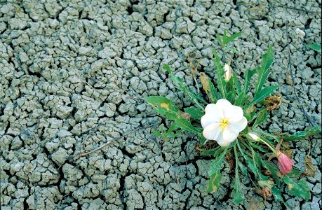 Image title: Gumbo lily flower among gray rocks oenothera caespitosa
Image from Public domain images website, http://www.public-domain-image.com/full-image/flora-plants-public-domain-images-pictures/f