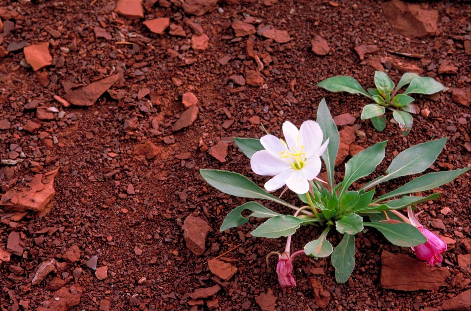 Image title: Gumbo lily flower evening primrose oenothera caespitosa
Image from Public domain images website, http://www.public-domain-image.com/full-image/flora-plants-public-domain-images-pictures/f
