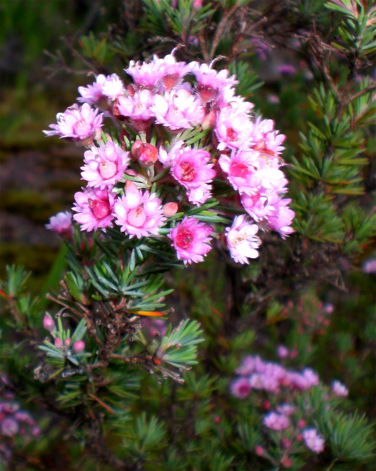 Verticordia plumosa on Mount Melville, Albany, Western Australia.