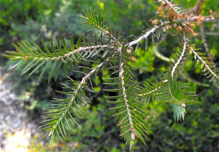 foliage. At the San Diego Botanic Garden (formerly Quail Botanical Gardens) in Encinitas, California.. photo