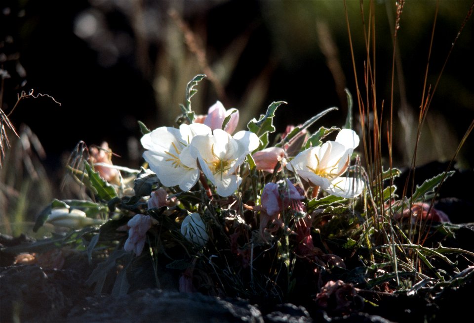 Primrose --Desert Evening  (Oenothera Caespitosa)