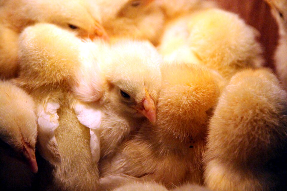 Closely poultry living nature