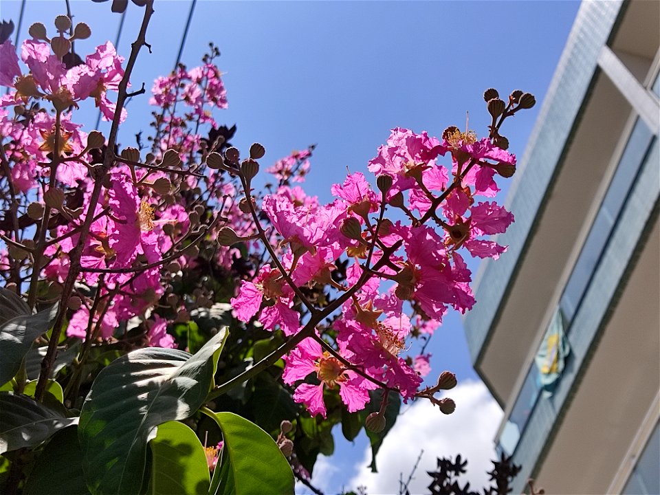 Lagerstroemia loudonii from Brazil