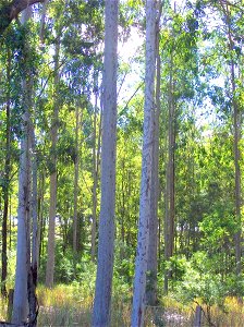 Spotted Gum, Glenugie Creek. Likely to be Corymbia henryi