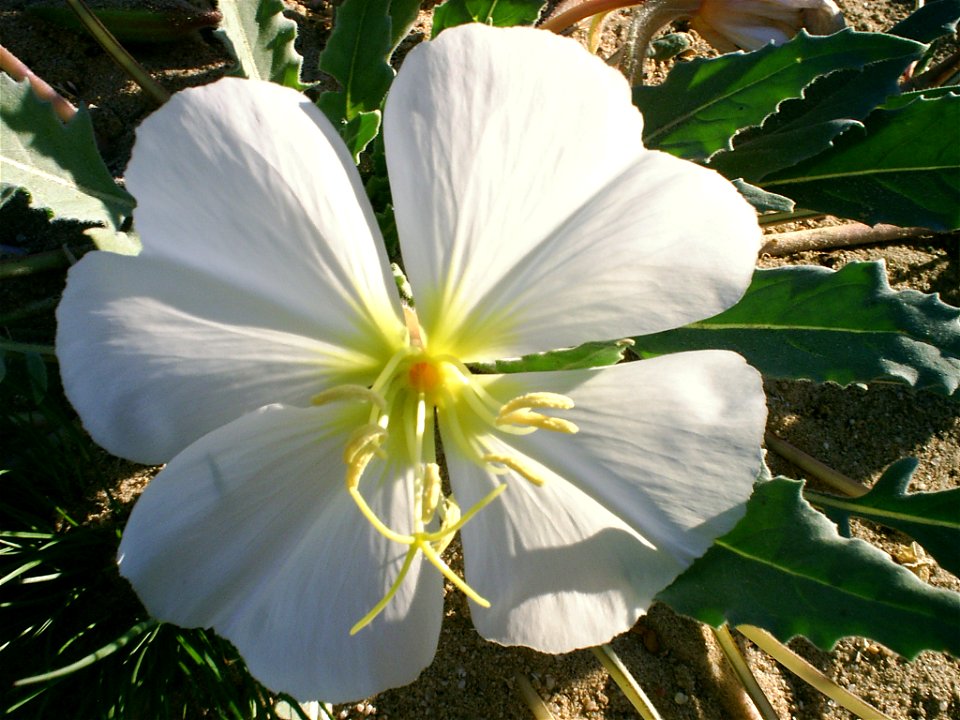 Dune Primrose (Oenthera deltoides)