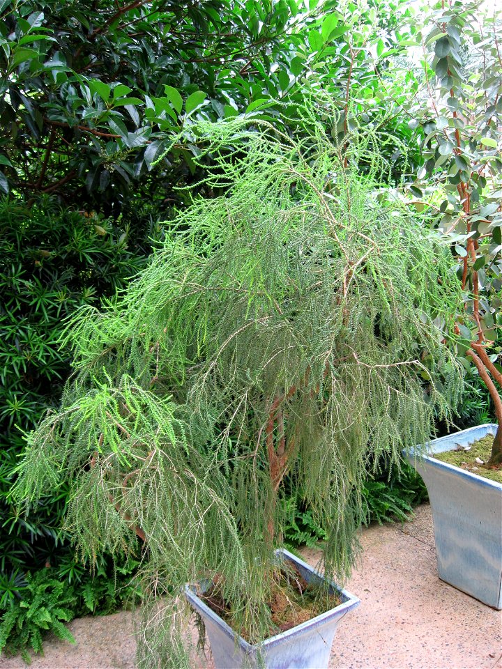 A picture of Melaleuca huegelii.