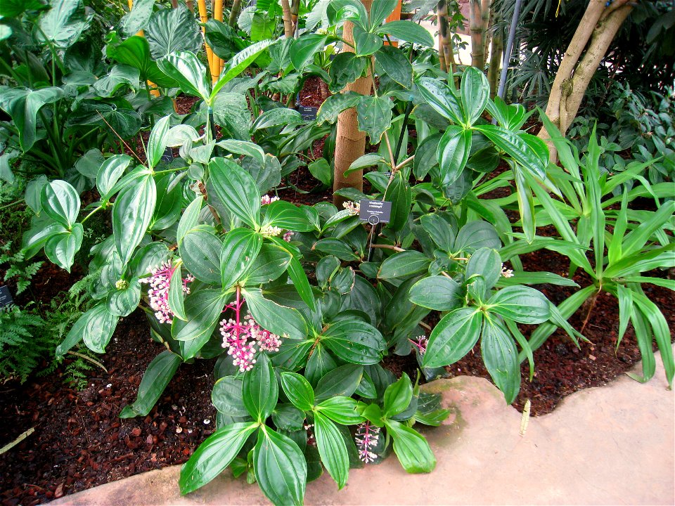 Medinilla cumingii specimen in the Botanischer Garten, Berlin-Dahlem (Berlin Botanical Garden), Berlin, Germany.