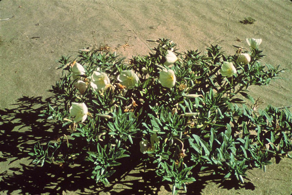 Oenothera californica subsp. eurekensis
Image title: Eureka evening primrose flower oenothera
Image from Public domain images website, http://www.public-domain-image.com/full-image/flora-plants-public