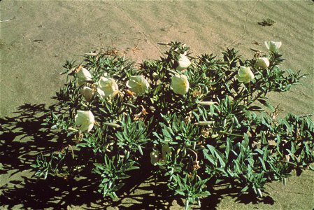 Oenothera californica subsp. eurekensis
Image title: Eureka evening primrose flower oenothera
Image from Public domain images website, http://www.public-domain-image.com/full-image/flora-plants-public