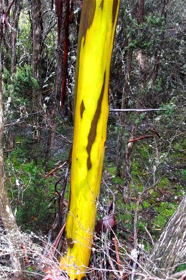 Another image of  the striking bark  of Eucalyptus subcrenulata at Mount Field National Park
