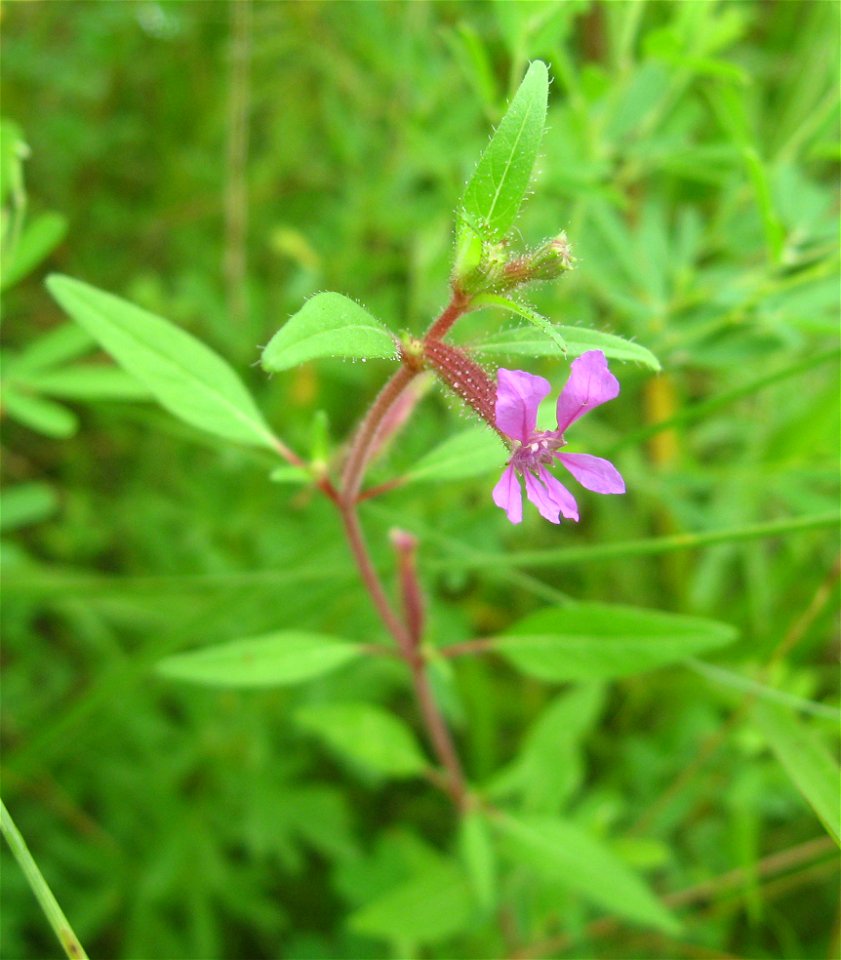 Cuphea viscosissima, limestone glade near Gunstocker Creek, Meigs County, Tennessee.