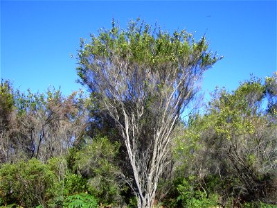 Kunzea ericifolia photo