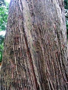 Eucalyptus siderophloia, labeled at the Royal Botanic Gardens, Sydney