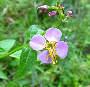 Rhexia virginica in powerline cut near Laurel River Lake, Laurel County, Kentucky