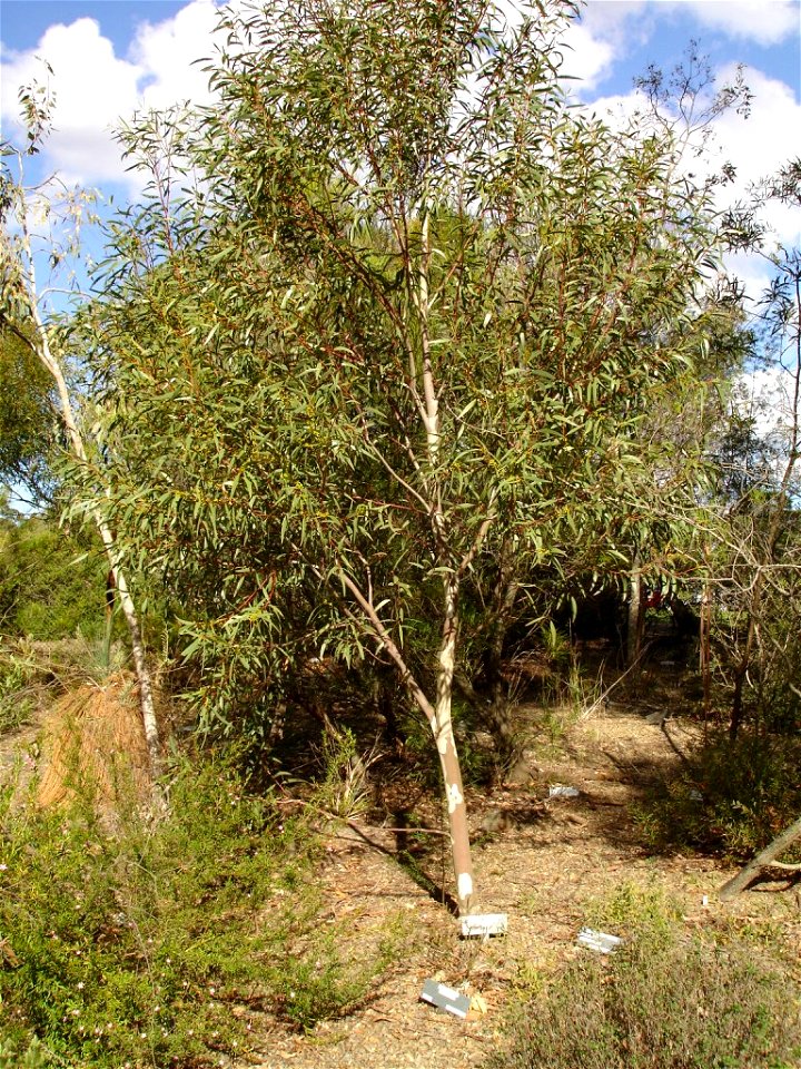At Maranoa Gardens, Melbourne, Victoria, Australia