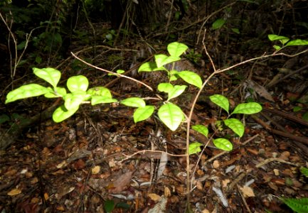 Lophomyrtus bullata, also known as ramarama or bubbleleaf, seedling pictured in Upper Hutt, New Zealand.