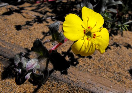 Camissoniopsis cheiranthifolia at Torrey Pines State Reserve, San Diego, California, USA. photo