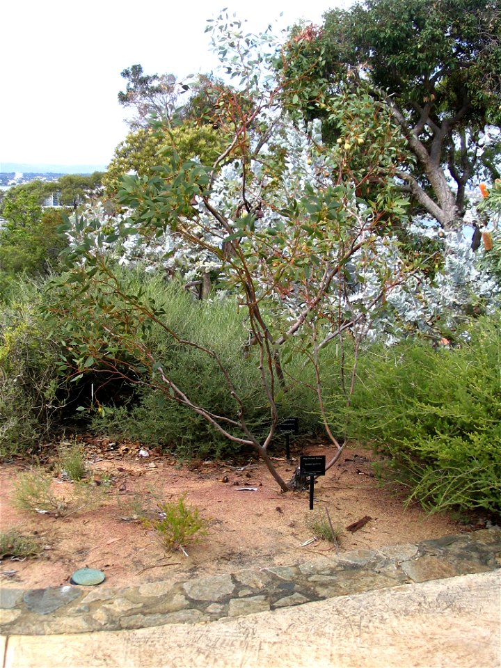 Eucalyptus pyriformis tree in Kings Park, Perth, Australia.