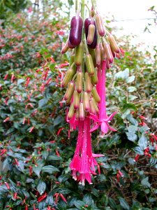 Fuchsia boliviana photo