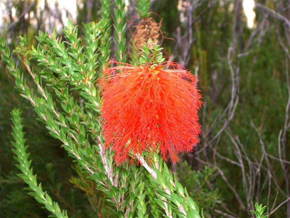 Swamp Bottlebrush (Beaufortia sparsa) in flower taken April 2008 near Albany Western Australia