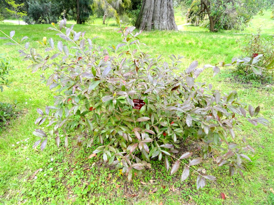 A Forest bushwillow in the Jardin botanique de la Villa Thuret, Antibes Juan-les-Pins, Alpes-Maritimes, France. The leaves have an opposite arrangement on side twigs, and are conspicuously glossy abov