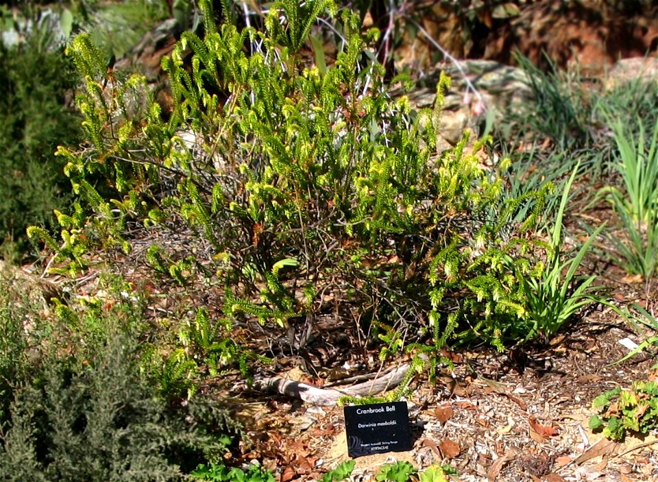 Cranbrook Bell (Darwinia meeboldii) plants in Kings Park, Perth, Australia.