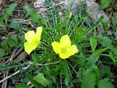 Oenothera triloba in a cedar glade at Flat Rock Cedar Glades and Barrens State Natural Area, Rutherford County, Tennessee.