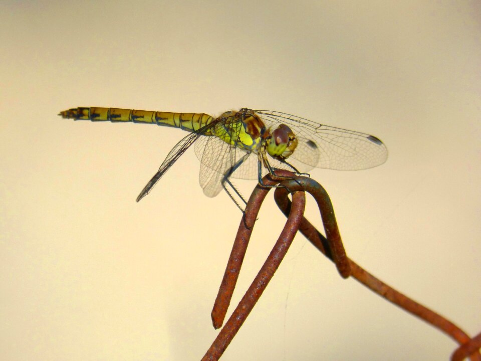 Odonato erythraea crocothemis fence