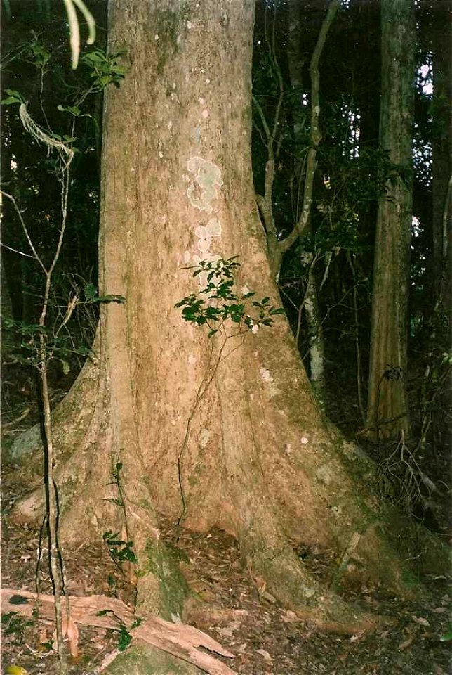 -_Lamington_National_Park near Tabletops farm, via Canungra, south east Queensland. Tree in excess of 40 metres tall