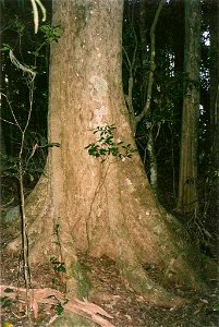 -_Lamington_National_Park near Tabletops farm, via Canungra, south east Queensland. Tree in excess of 40 metres tall