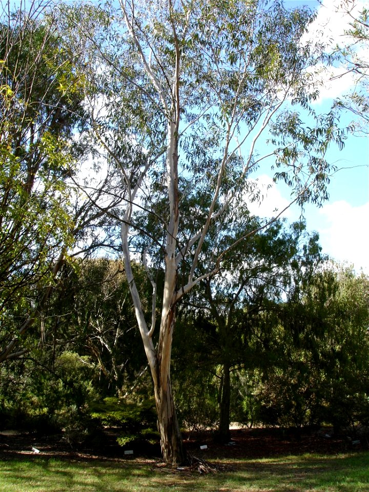 Photographed at Maranoa Gardens, Melbourne, Victoria, Australia by HelloMojo 08:41, 6 April 2007 (UTC)