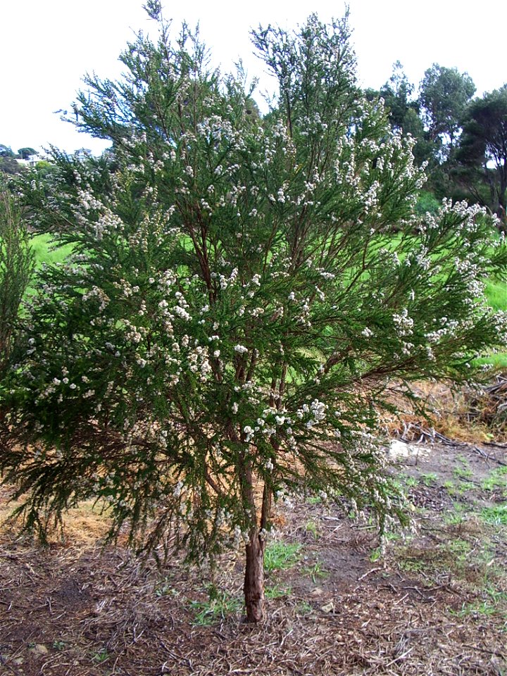 Taxandria juniperina