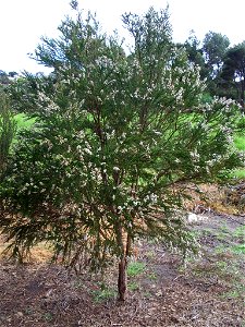 Taxandria juniperina