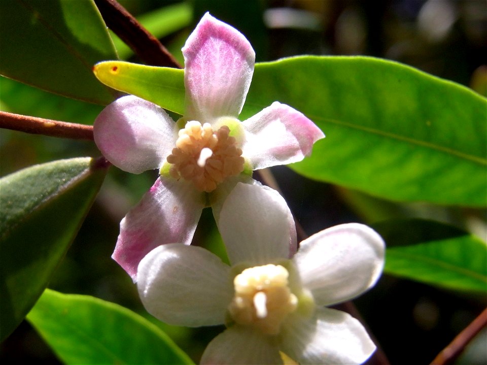 Uromyrtus australis flowers, RBG Sydney