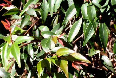Uromyrtus australis leaves photo