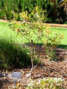 Kingsmill's Mallee (Eucalyptus kingsmillii) plant in Kings Park, Perth, Australia.