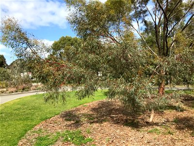 Eucalyptus sargentii at Kings Park photo