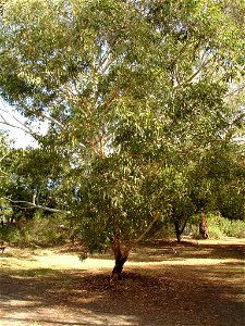 Photographed at en:Maranoa Gardens, en:Melbourne, Victoria, en:Australia by HelloMojo 08:26, 6 April 2007 (UTC)