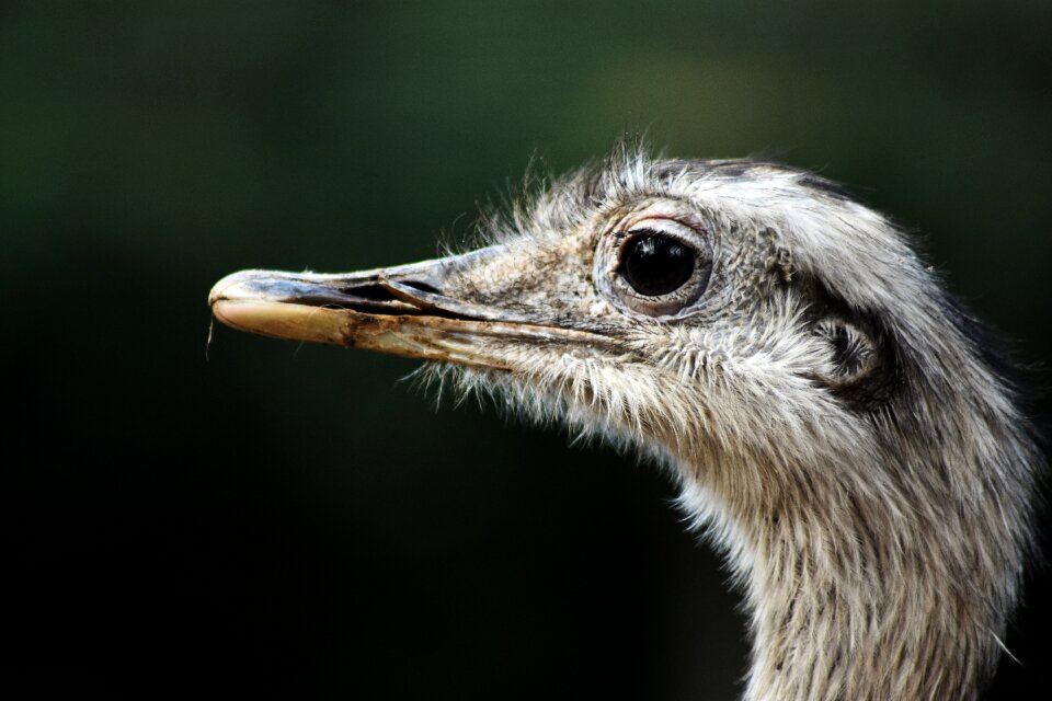 Head beak eyes