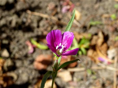 Clarkia purpurea — in Fremont, Bay Area, Northern California.
June 2011.