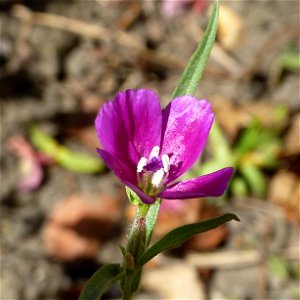 Clarkia purpurea — in Fremont, Bay Area, Northern California.
June 2011.