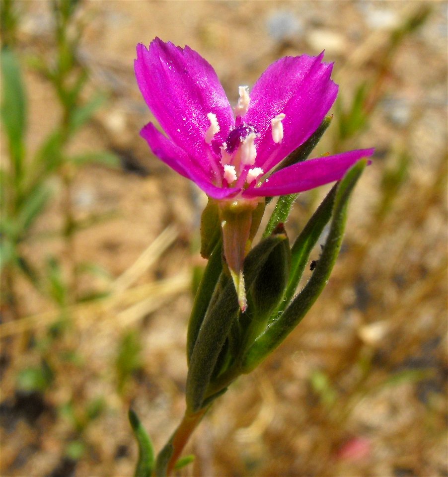 Clarkia purpurea subsp. quadrivulnera. 
At Blue Sky Ecological Reserve in Poway, San Diego County, California.