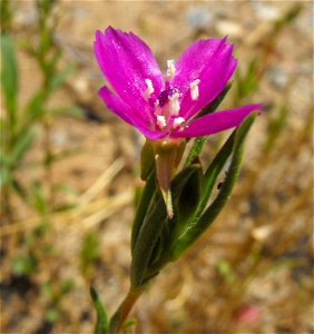 Clarkia purpurea subsp. quadrivulnera. 
At Blue Sky Ecological Reserve in Poway, San Diego County, California.