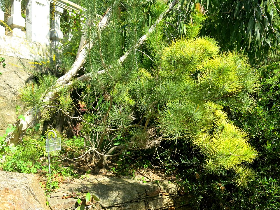 Calothamnus graniticus in parc Gonzalez in Bormes-les-Mimosas (Var, France). Plant identified by its botanic label.