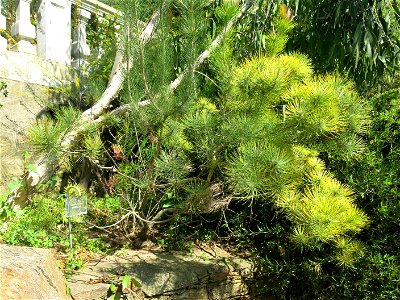 Calothamnus graniticus in parc Gonzalez in Bormes-les-Mimosas (Var, France). Plant identified by its botanic label.