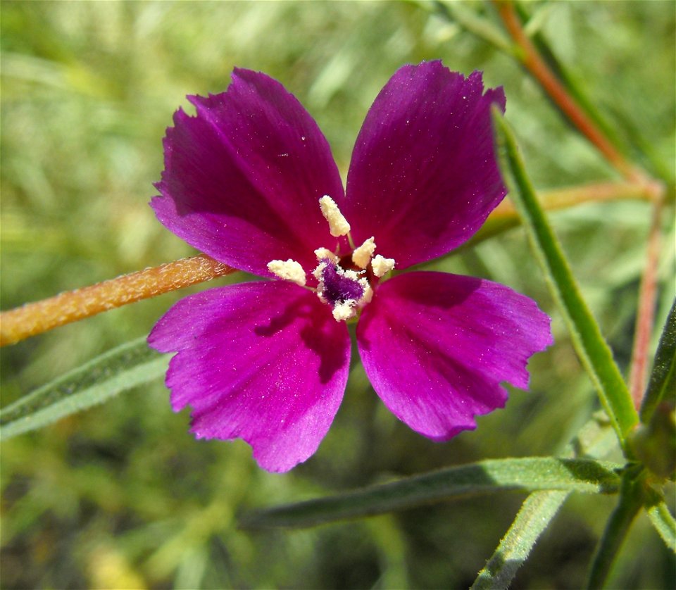 — winecup clarkia. 
At Blue Sky Ecological Reserve in Poway, San Diego County, California.